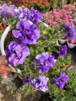 Yaban Mersini Katmeri Katlı Petunya (Petunia hybrida) - Görsel 2