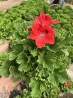 Yad Ateşi Canan Ceylan Gözü Sardunyası Orta Boy(Pelargonium grandiflorum) - Görsel 3