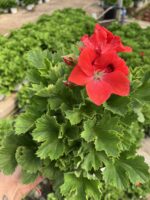Yad Ateşi Canan Ceylan Gözü Sardunyası Orta Boy(Pelargonium grandiflorum) - Görsel 2