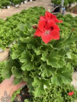 Yad Ateşi Canan Ceylan Gözü Sardunyası Orta Boy(Pelargonium grandiflorum)