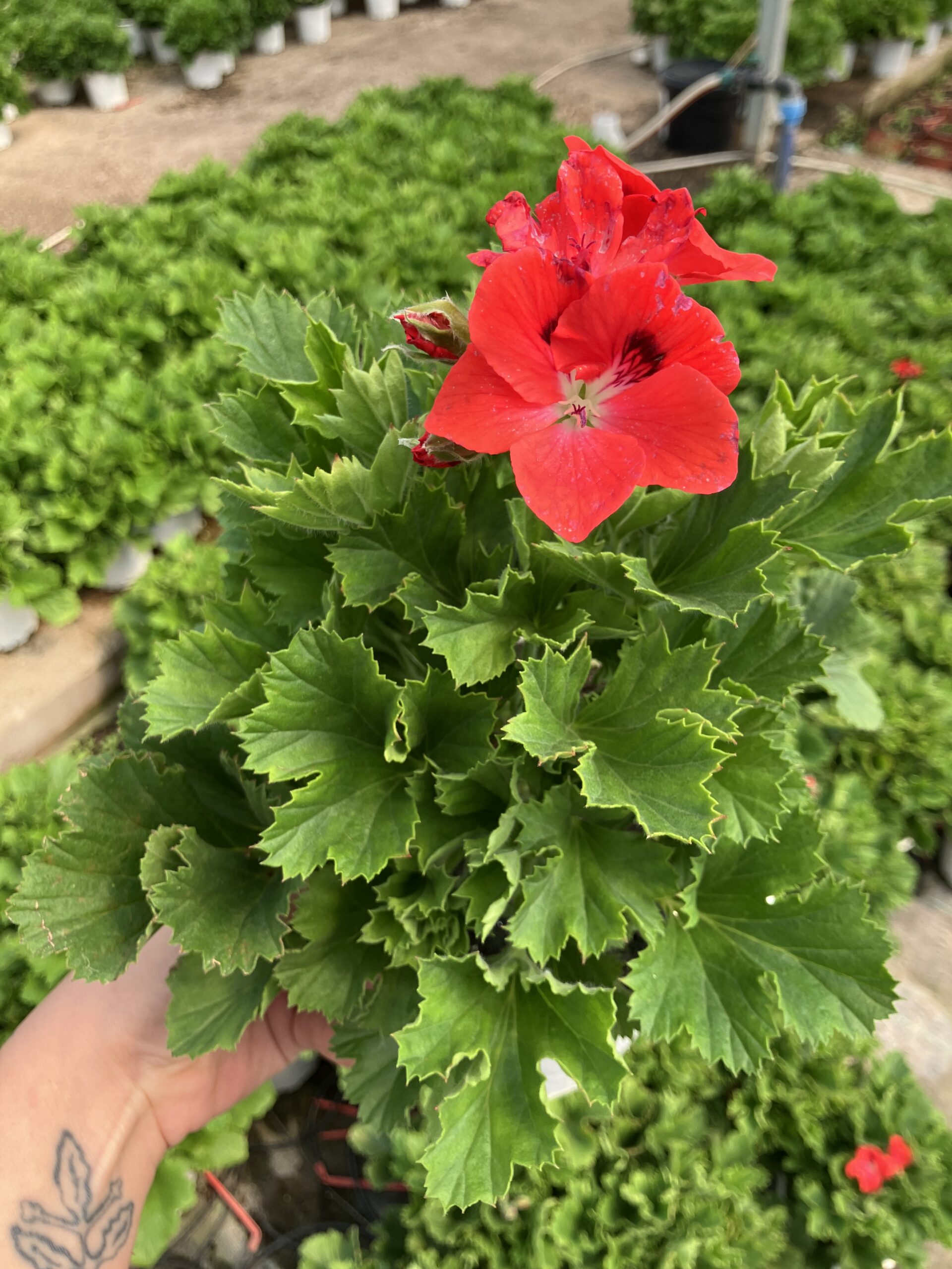 IMG_2467 Yad Ateşi Canan Ceylan Gözü Sardunyası Orta Boy(Pelargonium grandiflorum) - Görsel 1