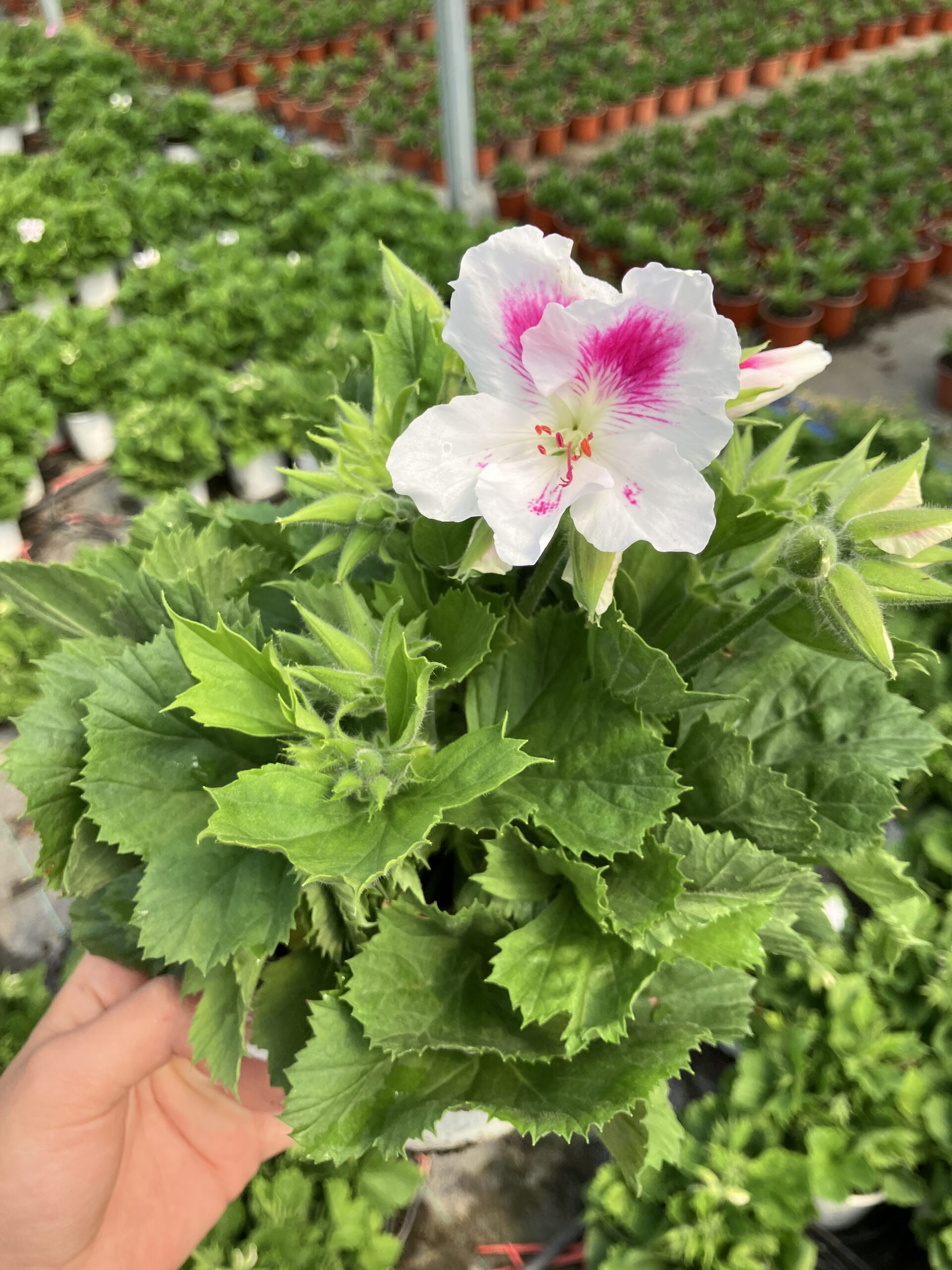 IMG_2484 Pembe İmza Canan Ceylan Gözü Sardunyası Orta Boy (Pelargonium grandiflorum) - Görsel 1