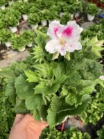 Pembe İmza Canan Ceylan Gözü Sardunyası Orta Boy (Pelargonium grandiflorum) - Görsel 2