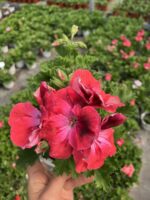 Fuşya Yüreği Canan Ceylan Gözü Sardunyası Orta Boy (Pelargonium grandiflorum)