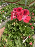 Fuşya Yüreği Canan Ceylan Gözü Sardunyası Orta Boy (Pelargonium grandiflorum) - Görsel 2