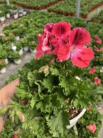 Fuşya Yüreği Canan Ceylan Gözü Sardunyası Orta Boy (Pelargonium grandiflorum) - Görsel 4