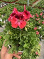 Fuşya Yüreği Canan Ceylan Gözü Sardunyası Orta Boy (Pelargonium grandiflorum) - Görsel 3
