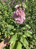 Pudra Pembe Şebboy (Matthiola incana)