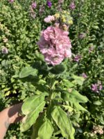 Pudra Pembe Şebboy (Matthiola incana) - Görsel 2