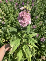 Pudra Pembe Şebboy (Matthiola incana) - Görsel 3