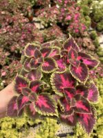 Pembe Rüya Yaprak Güzeli (Coleus blumei) - Görsel 3
