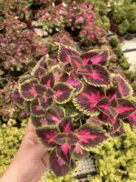 Pembe Rüya Yaprak Güzeli (Coleus blumei)