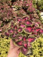 Pembe Rüya Yaprak Güzeli (Coleus blumei) - Görsel 2