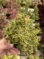 Şarap Damlası Yaprak Güzeli (Coleus blumei) - Görsel 2