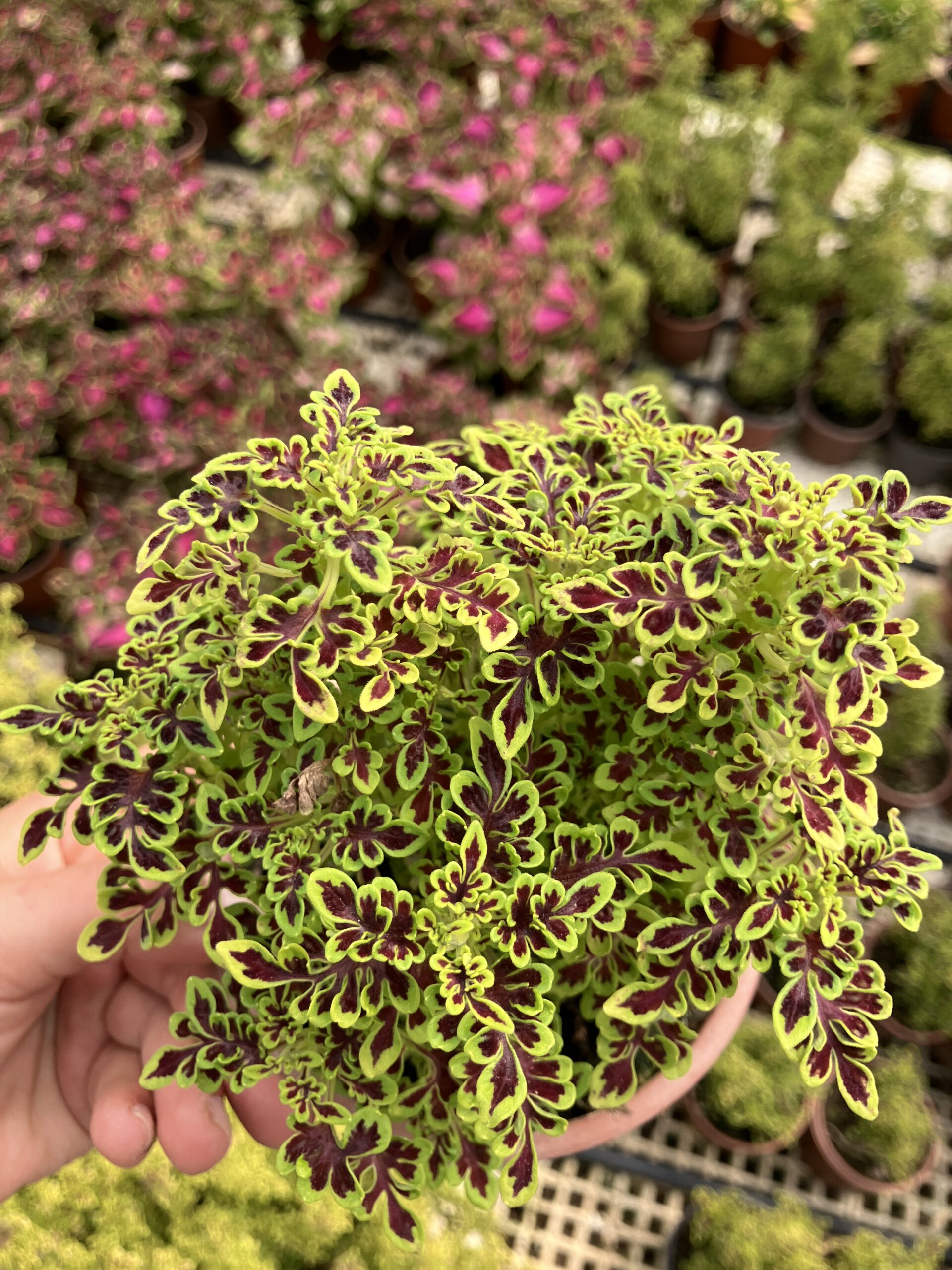 IMG_2810 Şarap Damlası Yaprak Güzeli (Coleus blumei) - Görsel 1