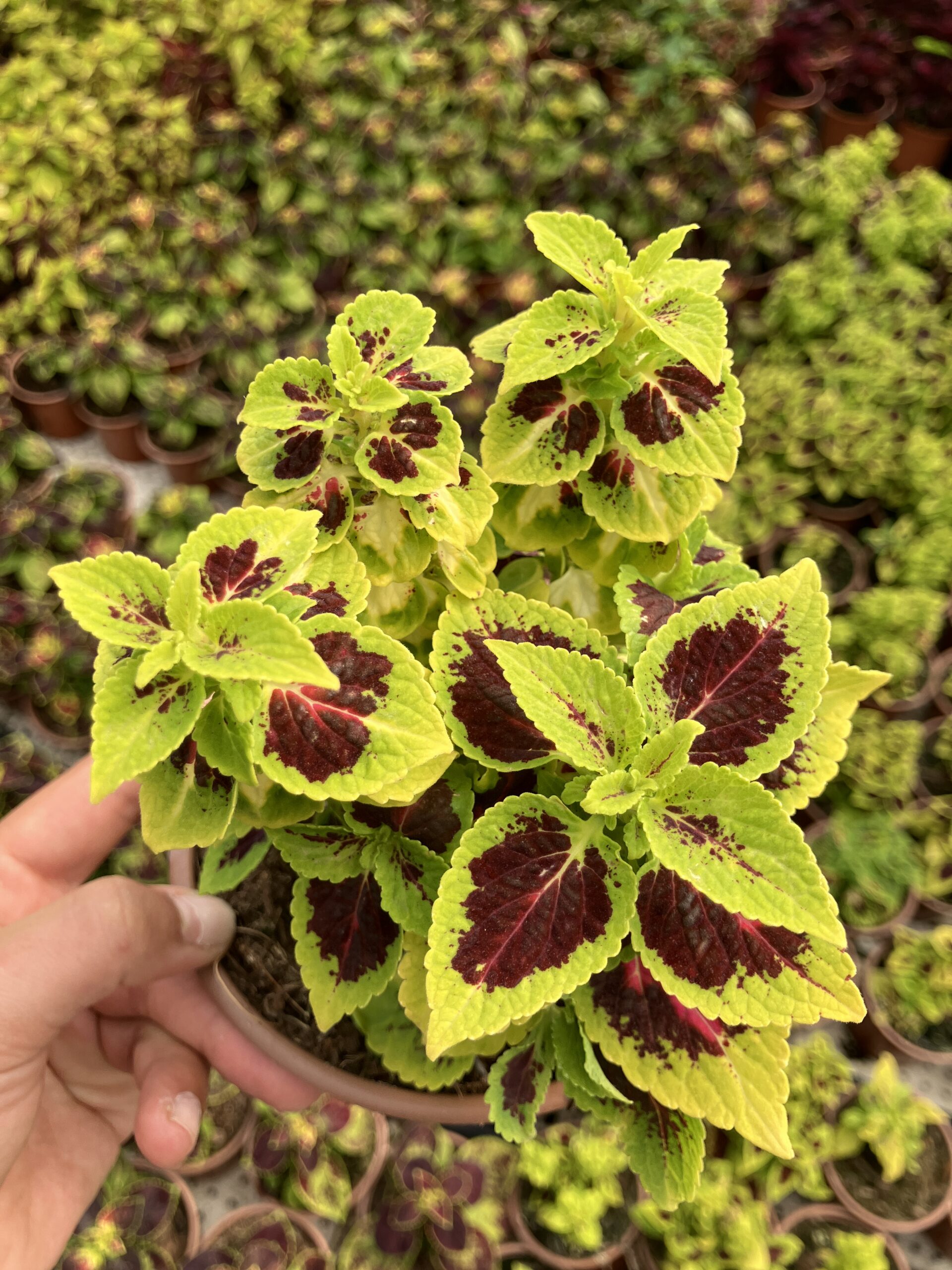 IMG_2827 Yakut Çerçeve Yaprak Güzeli (Coleus blumei) - Görsel 1