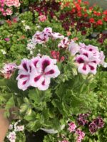 Hasret Yıldızı Canan Ceylan Gözü Sardunyası Büyük Boy Dolgun Form (Pelargonium grandiflorum)