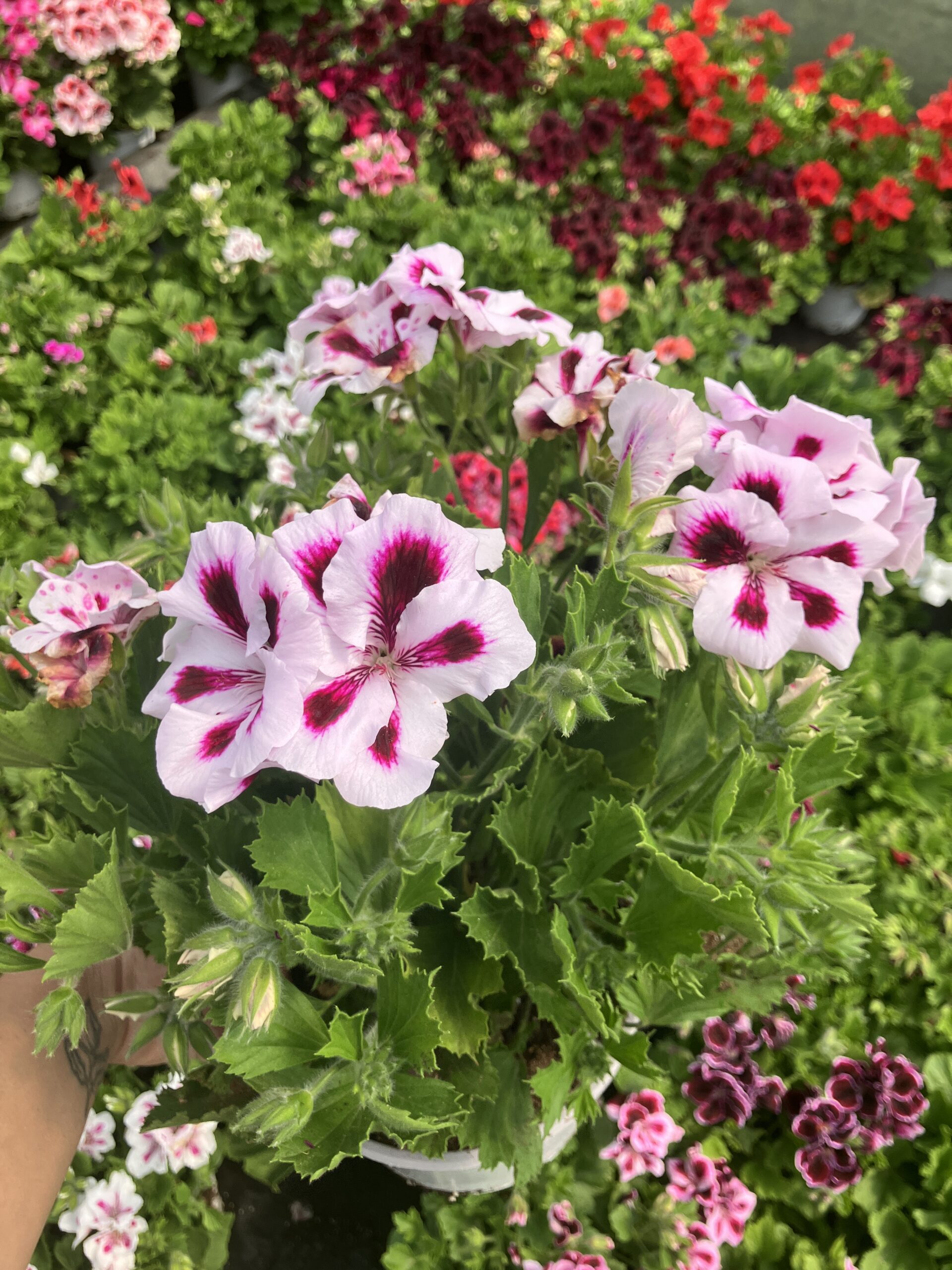 IMG_3961 Hasret Yıldızı Canan Ceylan Gözü Sardunyası Büyük Boy Dolgun Form (Pelargonium grandiflorum) - Görsel 1