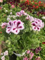 Hasret Yıldızı Canan Ceylan Gözü Sardunyası Büyük Boy Dolgun Form (Pelargonium grandiflorum) - Görsel 2
