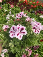 Hasret Yıldızı Canan Ceylan Gözü Sardunyası Büyük Boy Dolgun Form (Pelargonium grandiflorum) - Görsel 3