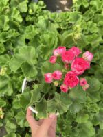 Rosalinda Gül Sardunya Özel Tür (Pelargonium peltatum) - Görsel 3