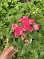Rosalinda Gül Sardunya Özel Tür (Pelargonium peltatum)