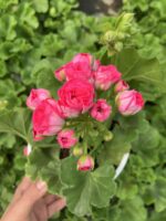 Rosalinda Gül Sardunya Özel Tür (Pelargonium peltatum) - Görsel 2