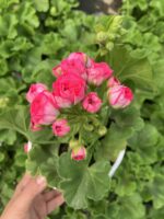 Rosalinda Gül Sardunya Özel Tür (Pelargonium peltatum) - Görsel 4