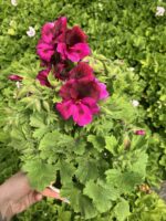Ceylan Ateşi Canan Ceylan Gözü Sardunyası Orta Boy (Pelargonium grandiflorum)