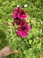 Ceylan Ateşi Canan Ceylan Gözü Sardunyası Orta Boy (Pelargonium grandiflorum) - Görsel 2
