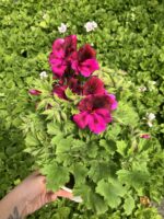 Ceylan Ateşi Canan Ceylan Gözü Sardunyası Orta Boy (Pelargonium grandiflorum) - Görsel 3
