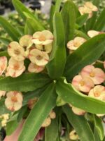 Thailand Kökenli Cream Splash Dikenler Tacı Anaç Boy (Euphorbia milii) - Görsel 5