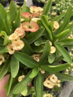 Thailand Kökenli Cream Splash Dikenler Tacı Anaç Boy (Euphorbia milii) - Görsel 4