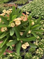 Thailand Kökenli Cream Splash Dikenler Tacı Anaç Boy (Euphorbia milii) - Görsel 3
