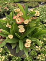 Thailand Kökenli Cream Splash Dikenler Tacı Anaç Boy (Euphorbia milii) - Görsel 2