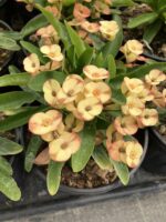 Thailand Kökenli Cream Splash Dikenler Tacı Anaç Boy (Euphorbia milii)