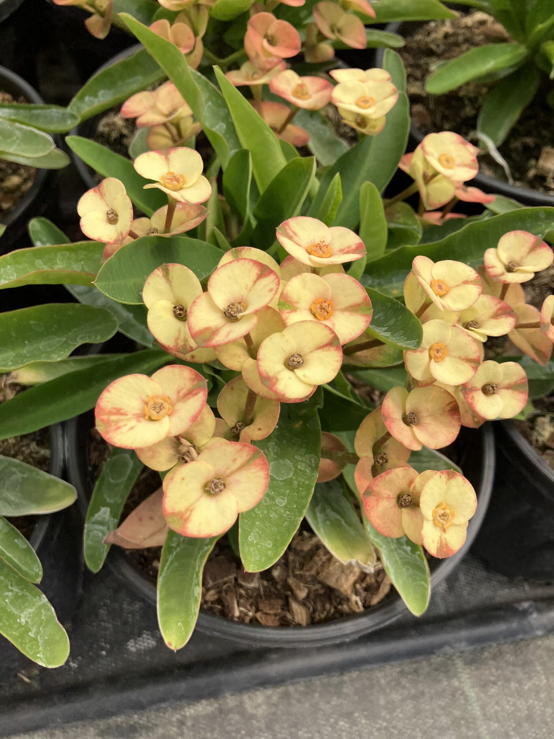 IMG_7366 Thailand Kökenli Cream Splash Dikenler Tacı Anaç Boy (Euphorbia milii) - Görsel 1
