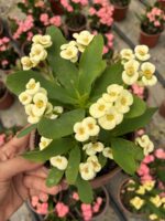 Hollanda Kökenli Mısır Patlağı Dikenler Tacı (Euphorbia milii) - Görsel 2