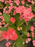 Thailand Kökenli Pink Sonia Dikenler Tacı (Euphorbia milii)