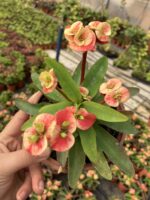 4’lü Dikenler Tacı Seti (Euphorbia milii) - Görsel 3