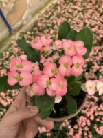 4’lü Dikenler Tacı Seti (Euphorbia milii) - Görsel 4