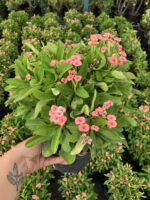 Hollanda Kökenli Pink Butterfly Dikenler Tacı Anaç Boy (Euphorbia milii)