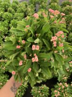 Hollanda Kökenli Pink Butterfly Dikenler Tacı Anaç Boy (Euphorbia milii) - Görsel 2
