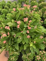 Hollanda Kökenli Pink Butterfly Dikenler Tacı Anaç Boy (Euphorbia milii) - Görsel 3
