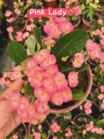 4’lü Dikenler Tacı Seti (Euphorbia milii) - Görsel 2