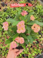 9’lu Dikenler Tacı Seti (Euphorbia milii) - Görsel 5