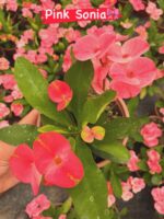 4’lü Dikenler Tacı Seti (Euphorbia milii) - Görsel 3