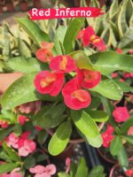 9’lu Dikenler Tacı Seti (Euphorbia milii) - Görsel 6