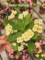 4’lü Dikenler Tacı Seti (Euphorbia milii)