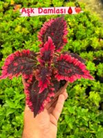 13'lü Yaprak Güzeli Seti (Coleus blumei) - Görsel 13